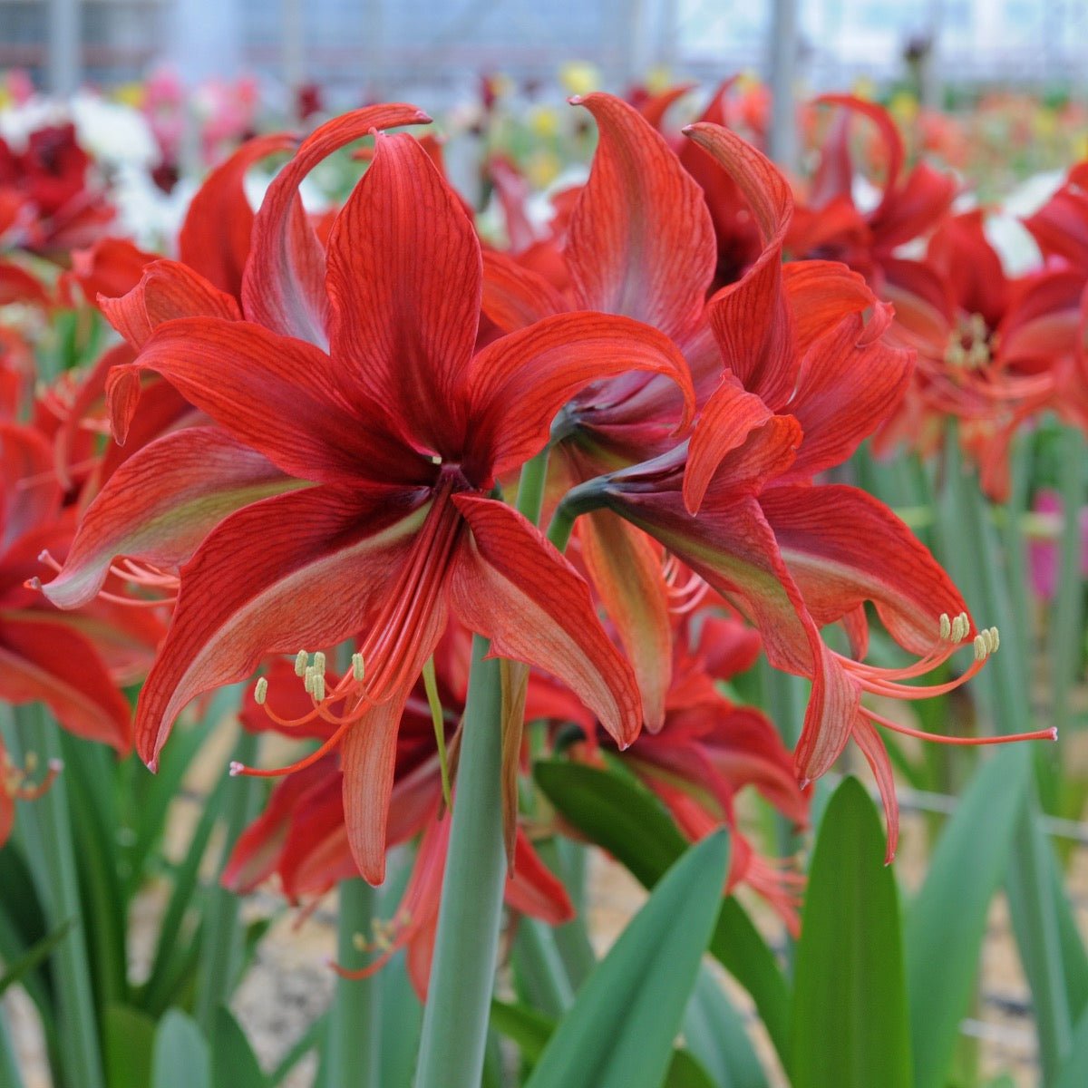 Amaryllis Bogota - rode amaryllis - Fluwel