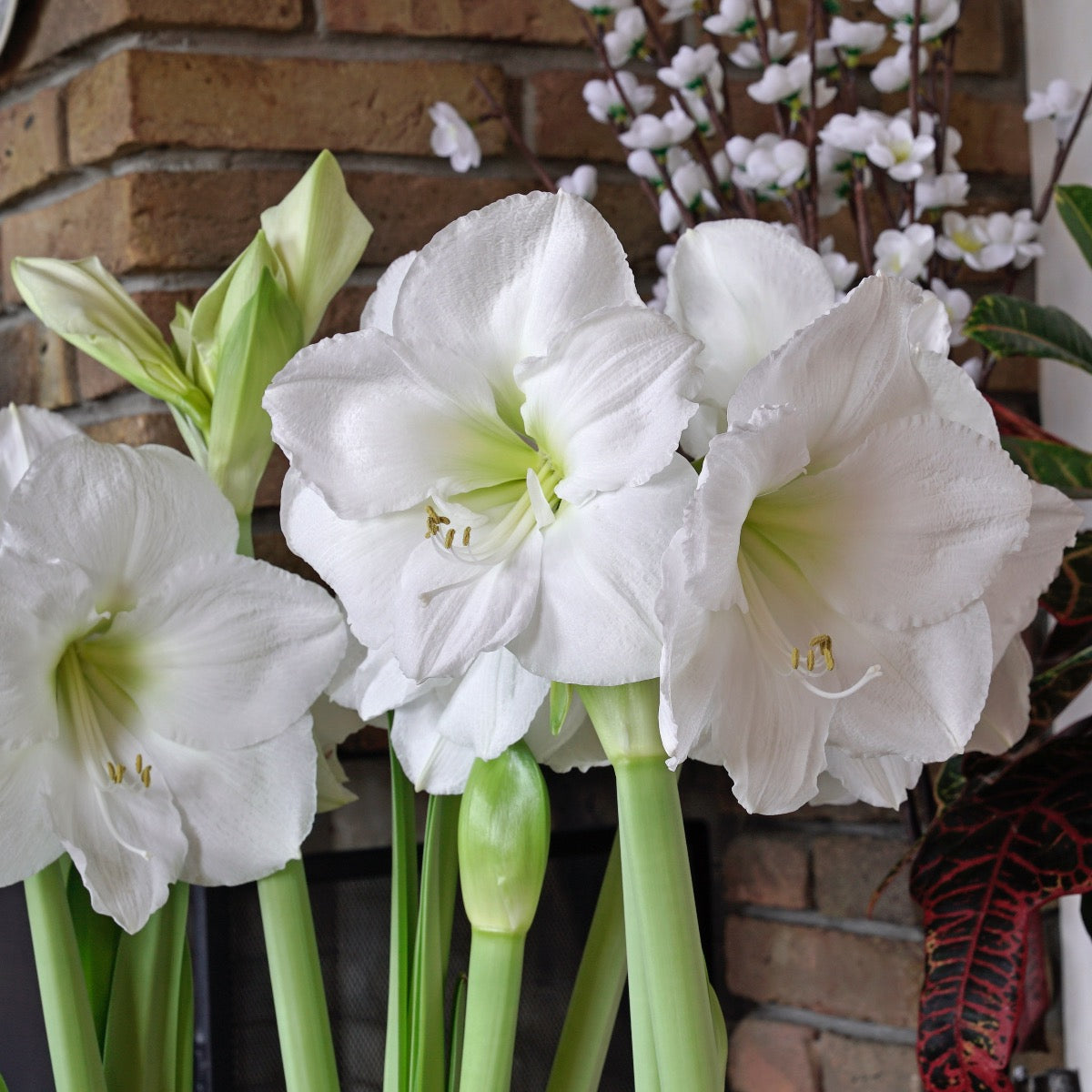 Amaryllis Moscow