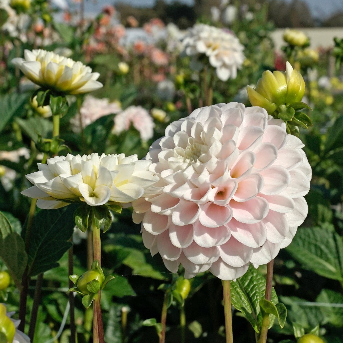 Dahlia Wizard Light