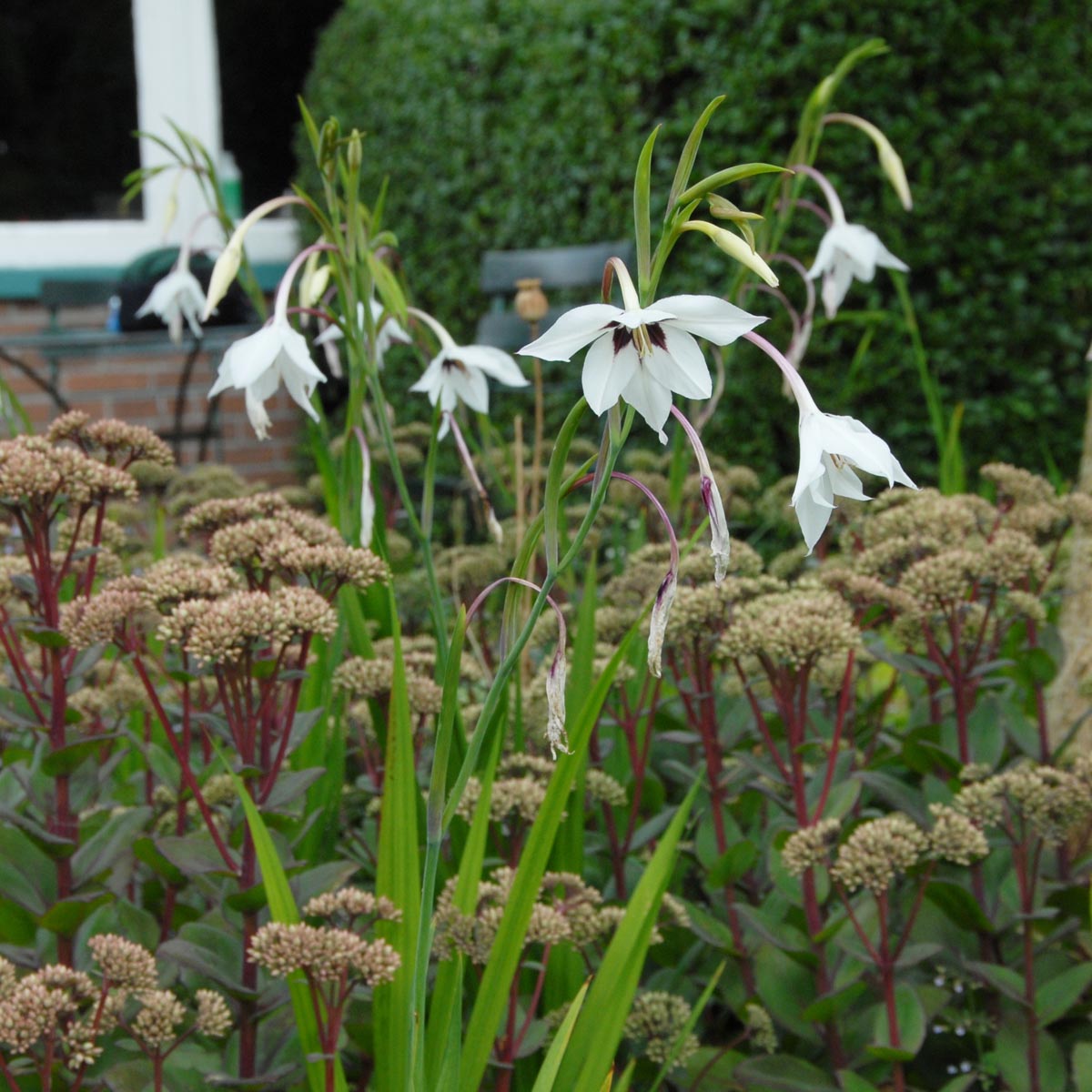 Gladiolus callianthus Murielae