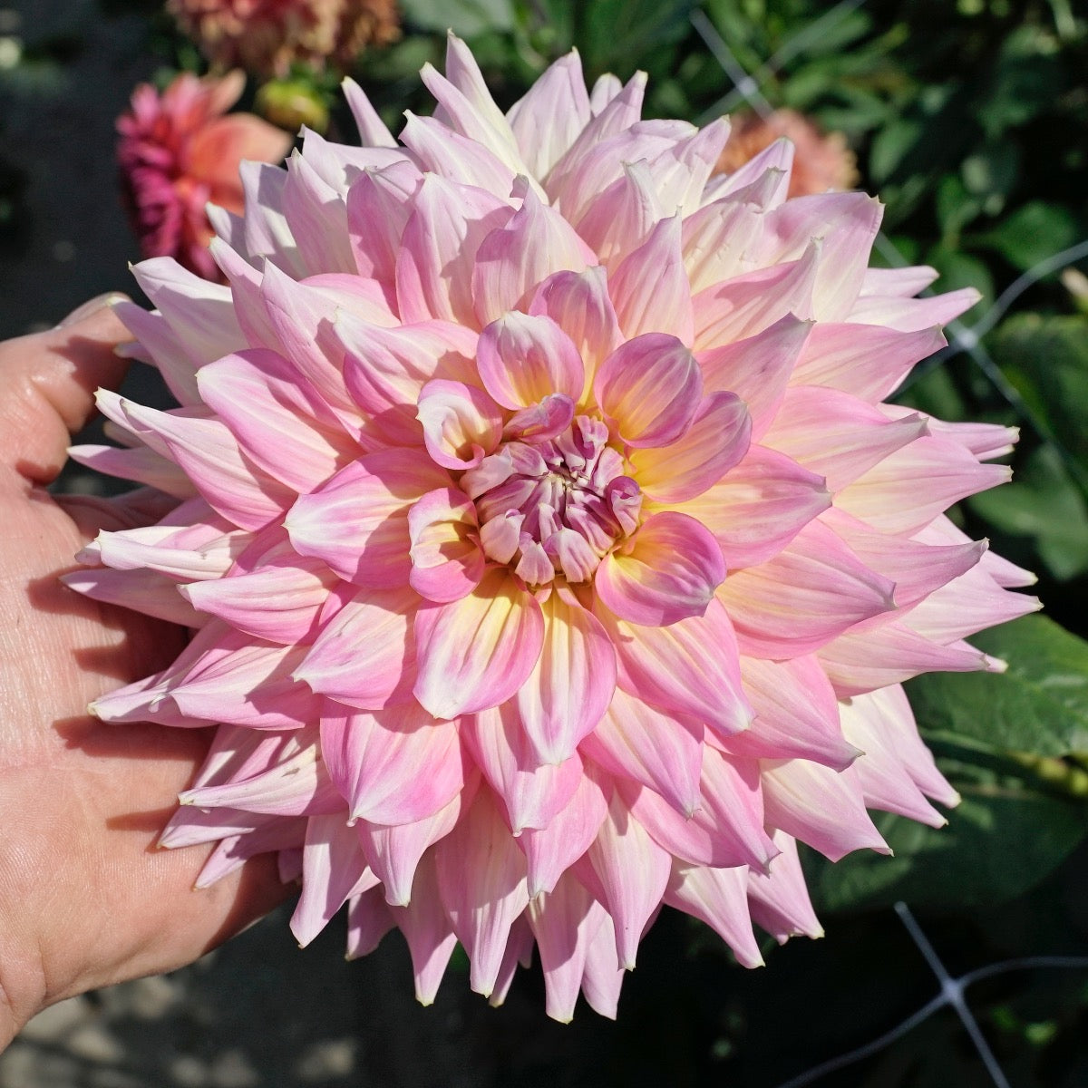 Dahlia Strawberry Ice