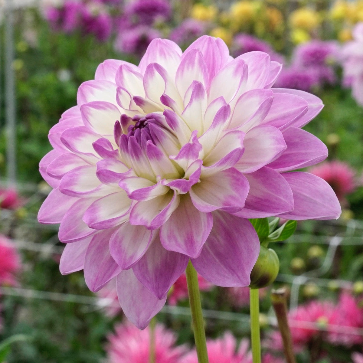 Dahlia Blue Wish