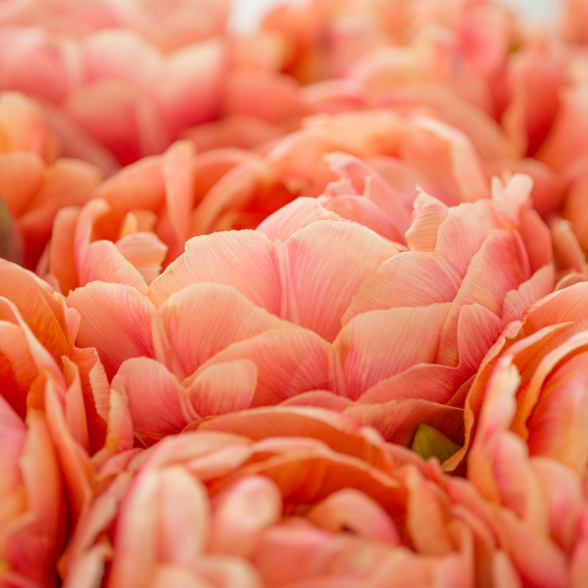 Tulip Copper Image | Tulpenzwiebeln online bestellen bei Fluwel