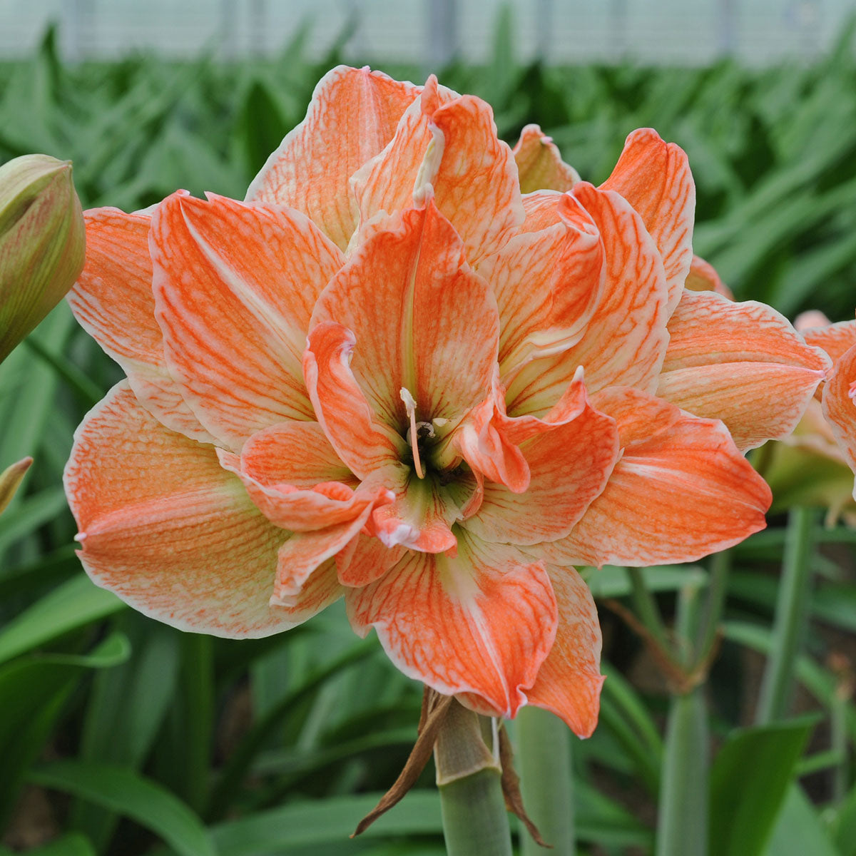 Amaryllis Exotic Nymph