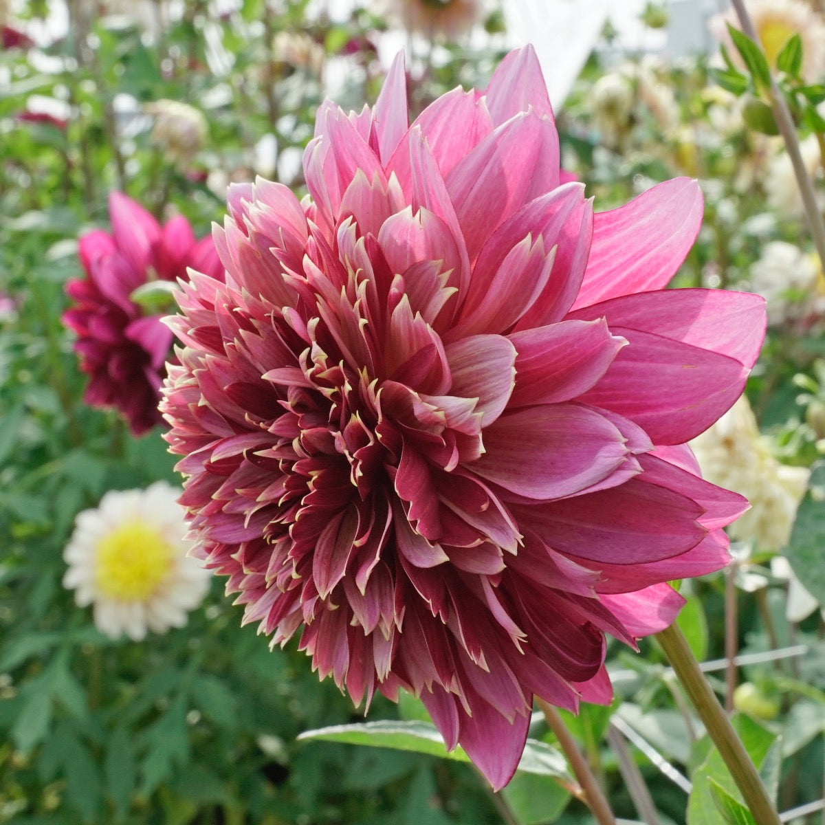 Dahlia Mambo