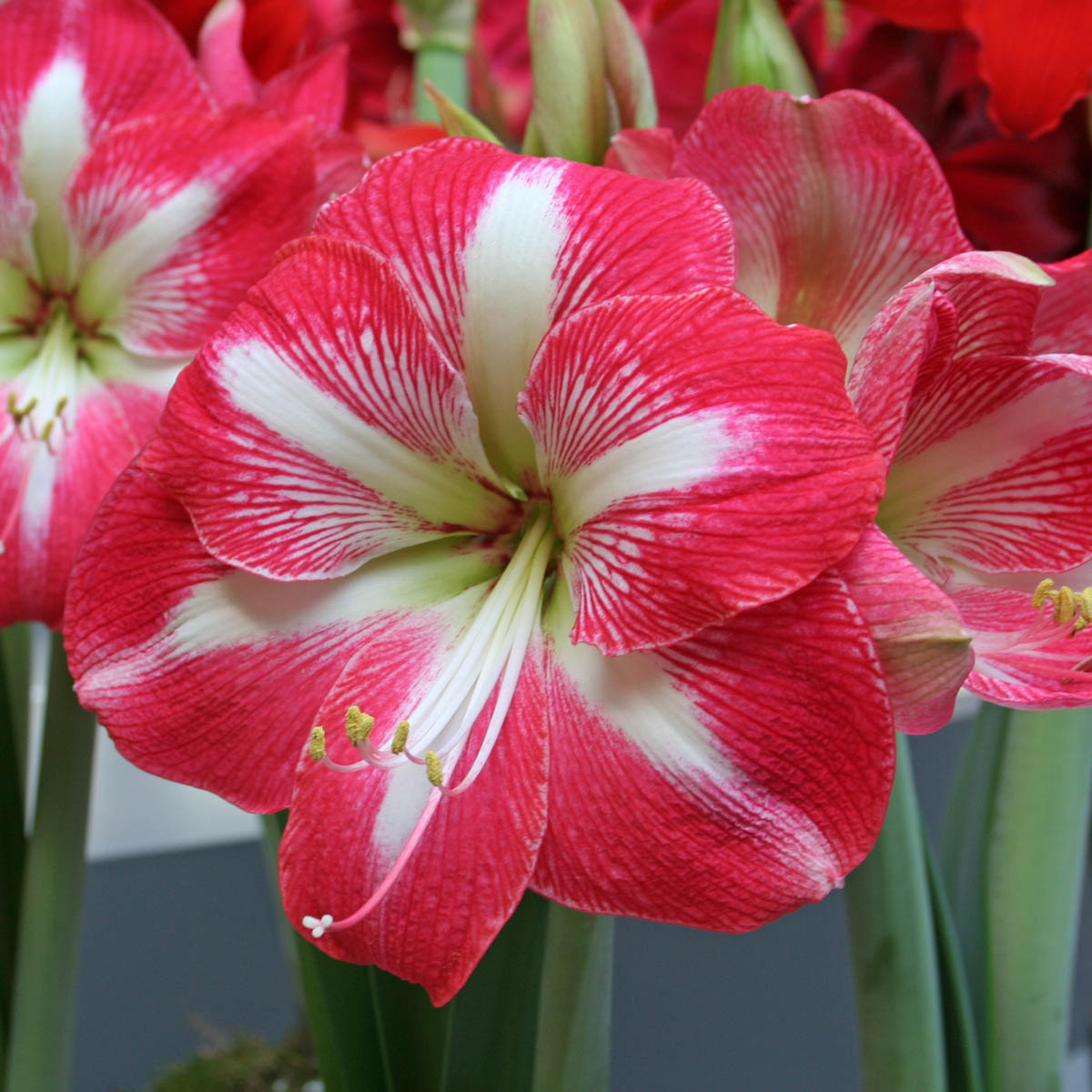 Amaryllis Monte Carlo