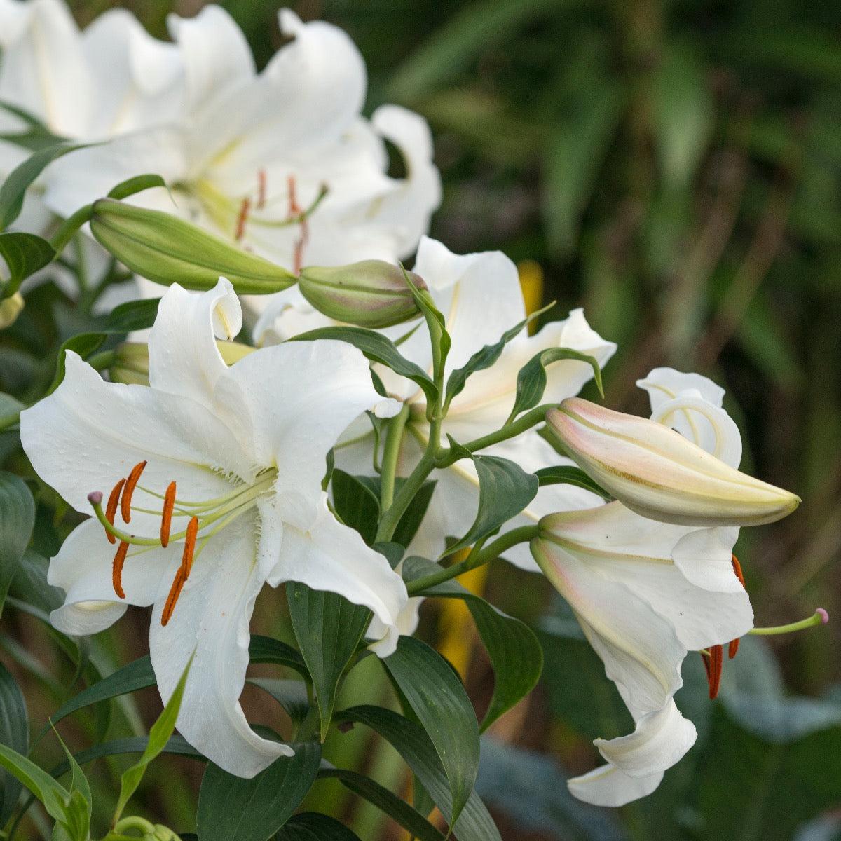 Lilium Casa Blanca