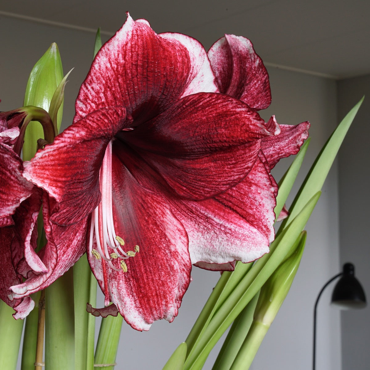 Amaryllis Daphne