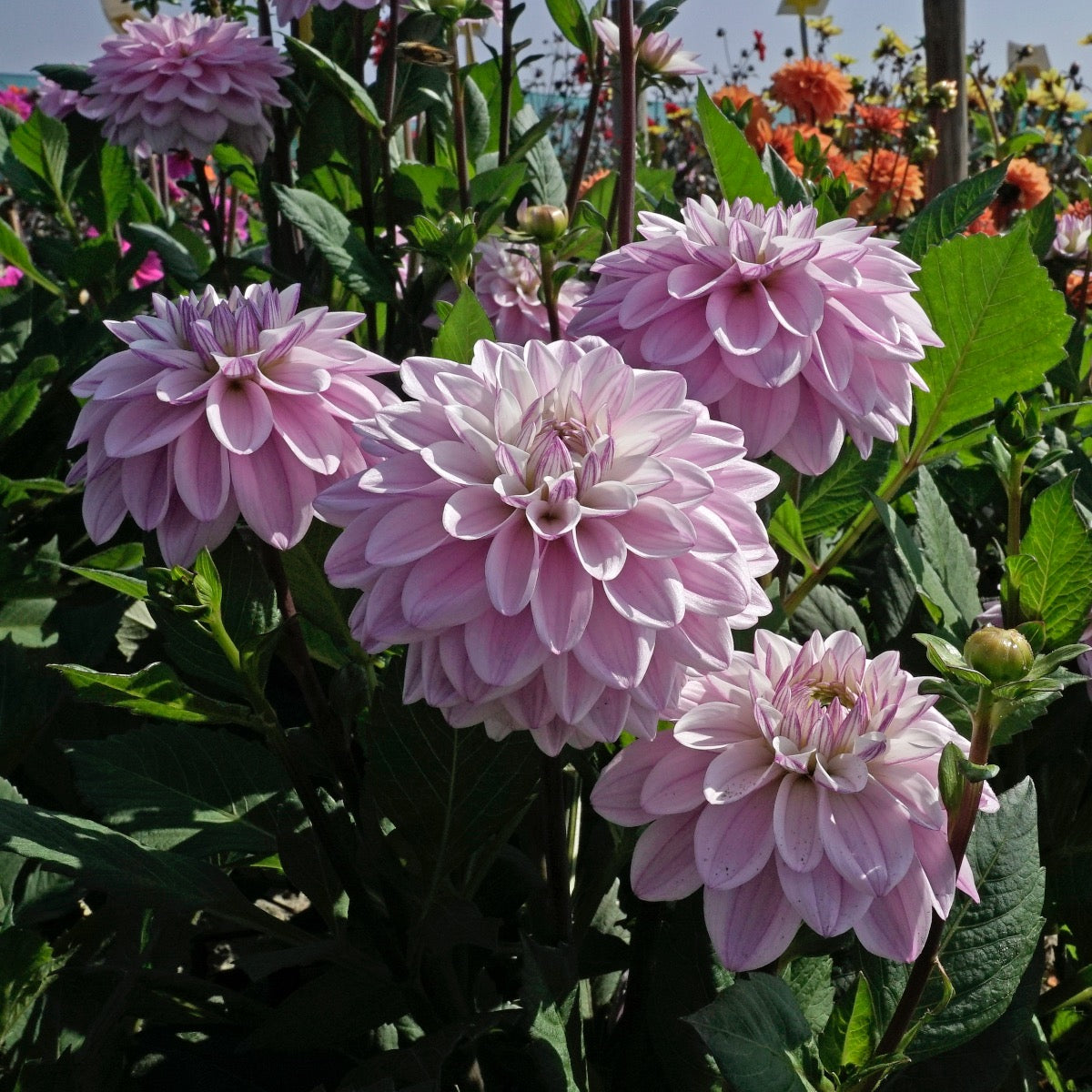 Dahlia Sweet Surprise