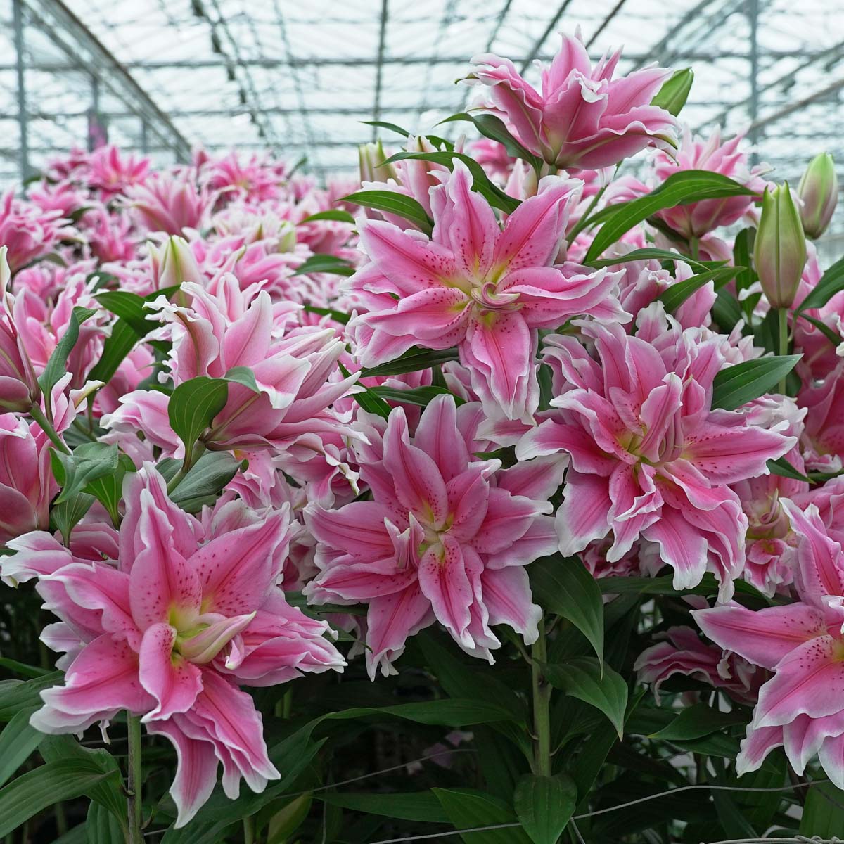 Lilium Roselily Natalia