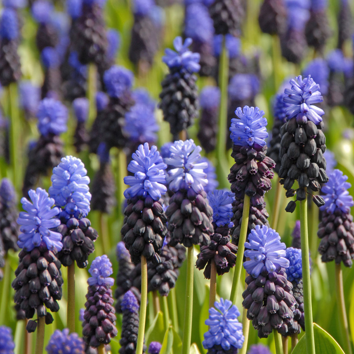 Muscari latifolium