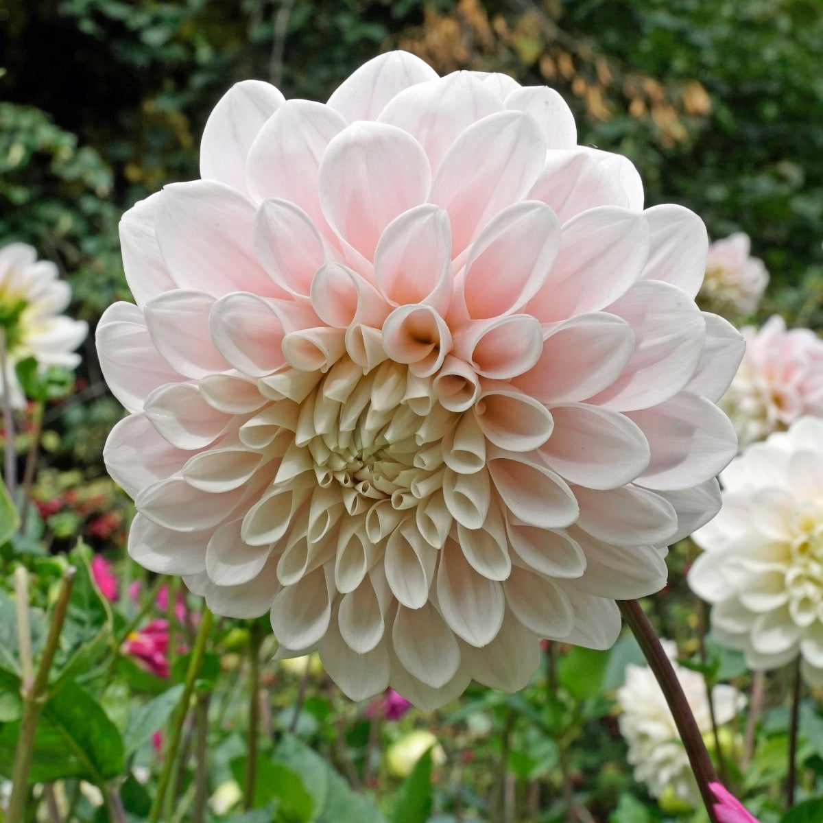 Dahlia Sweet Nathalie