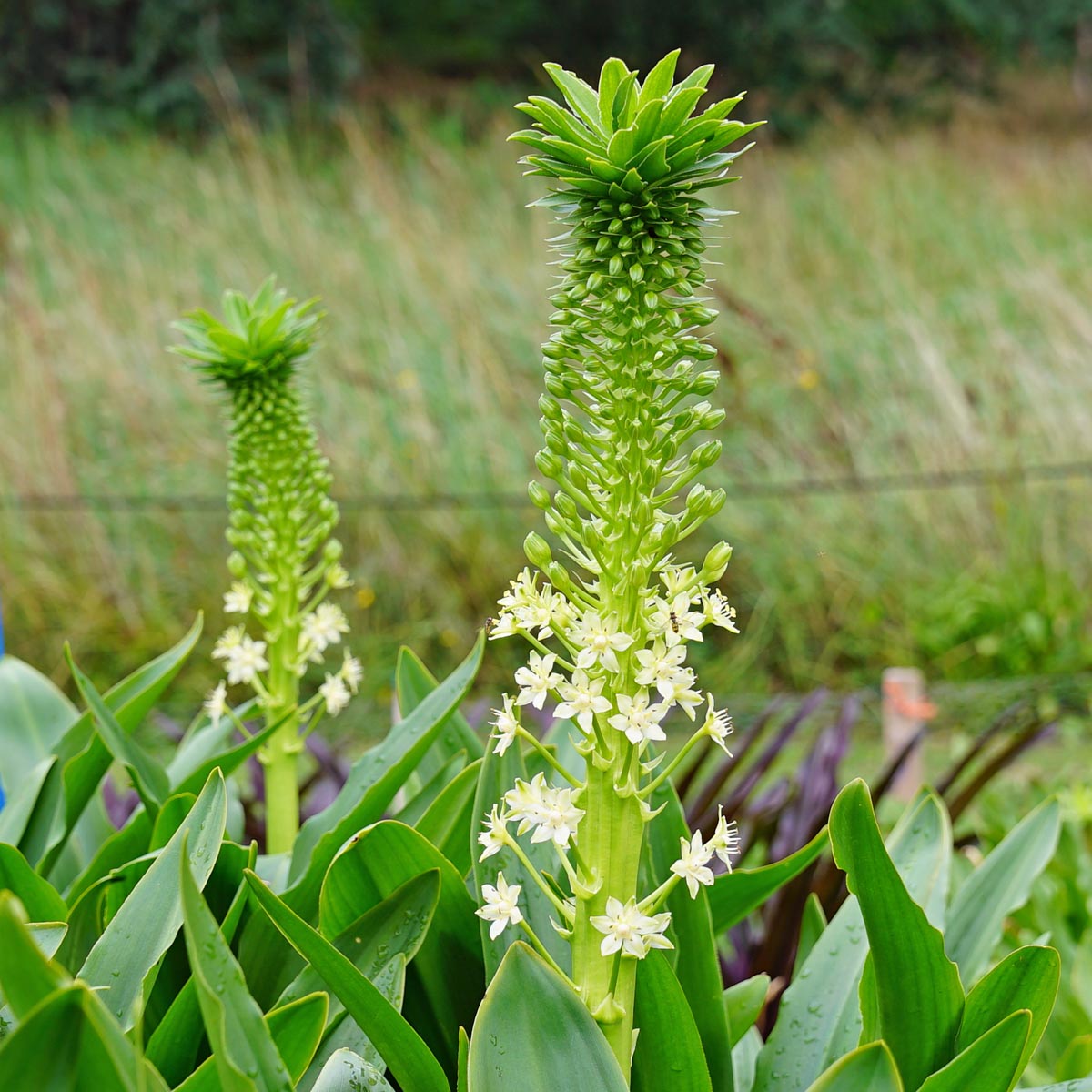 Eucomis pole-evansii