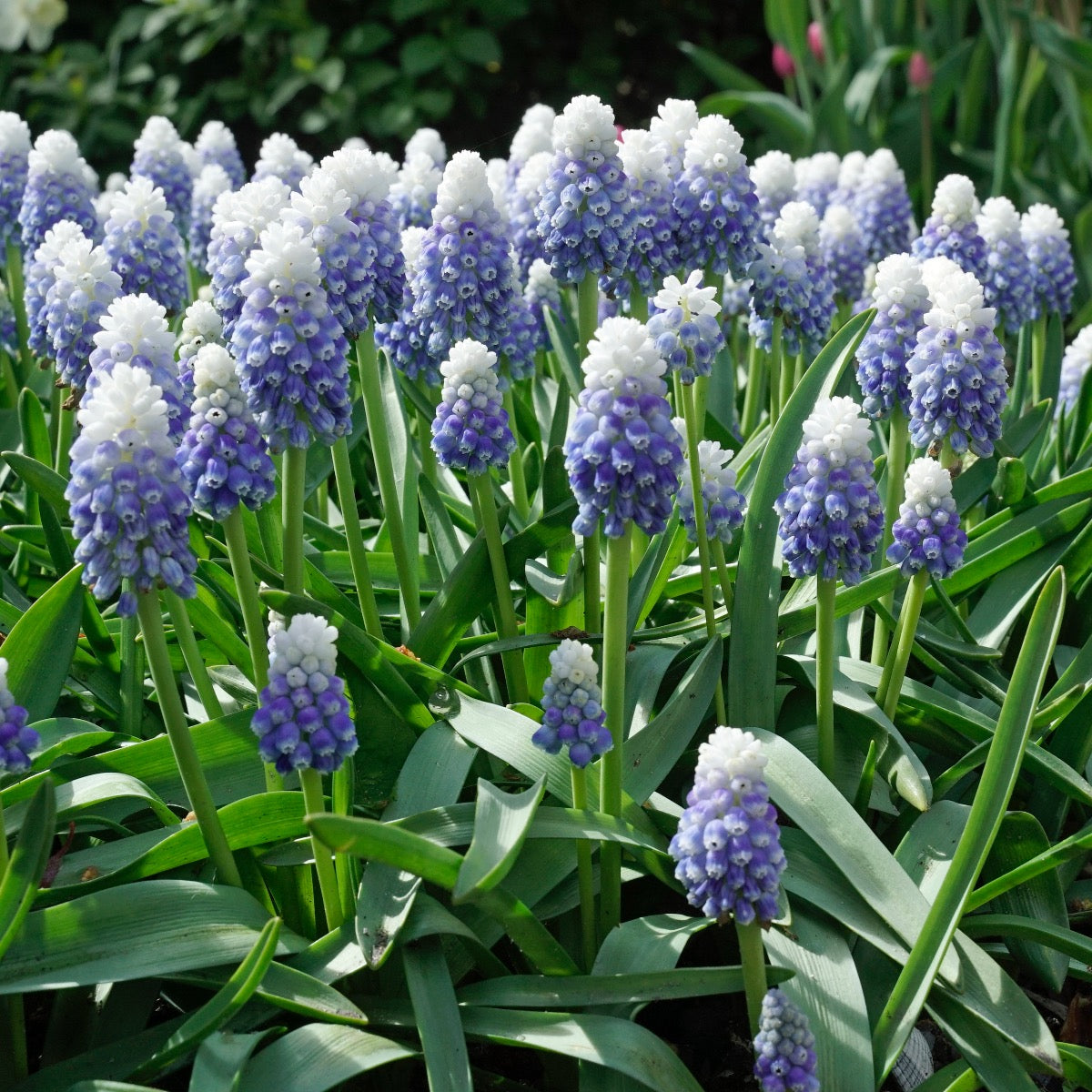 Muscari Mountain Lady