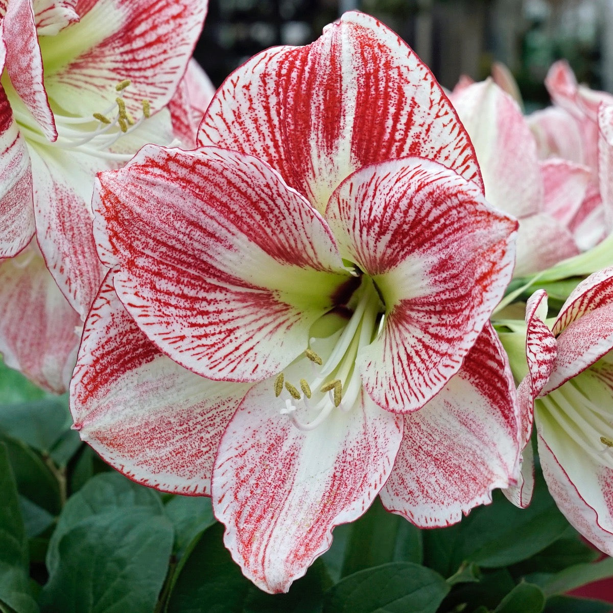 Amaryllis Spotted Cream