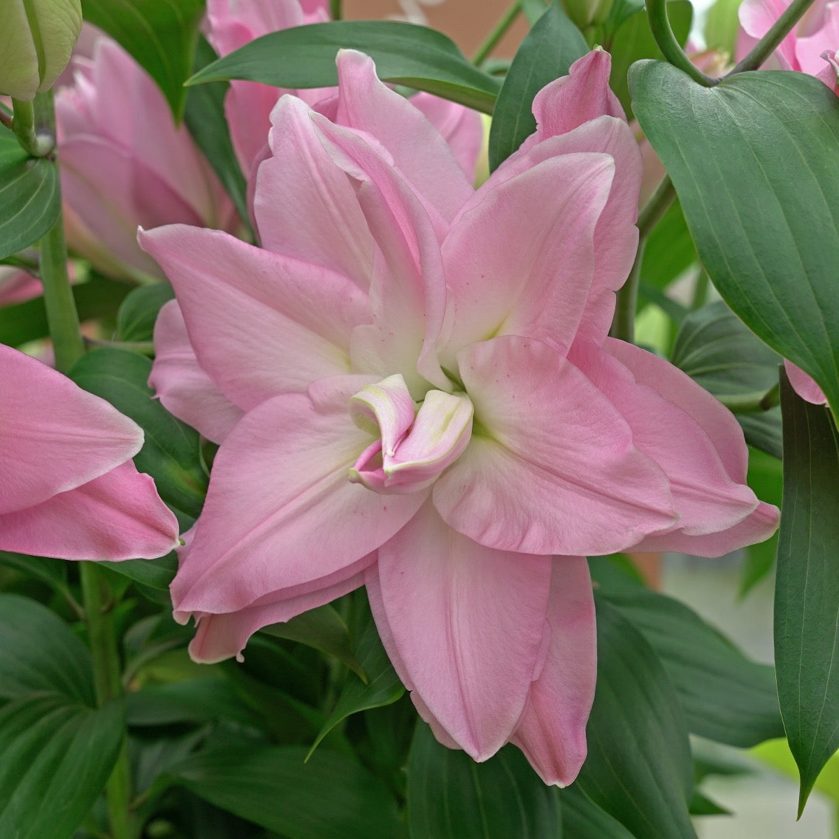 Lilium Roselily Editha