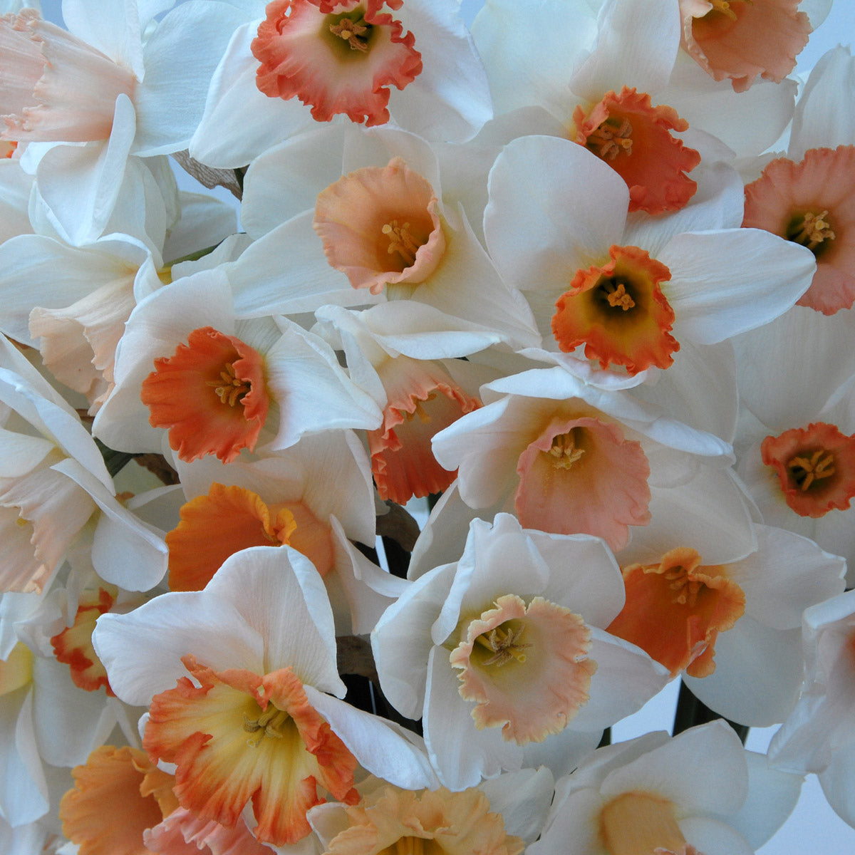 Mixture Narcissus Pink Blush