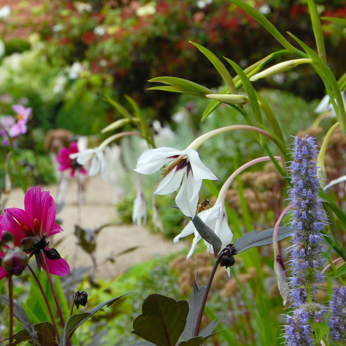 Gladiolus callianthus Murielae