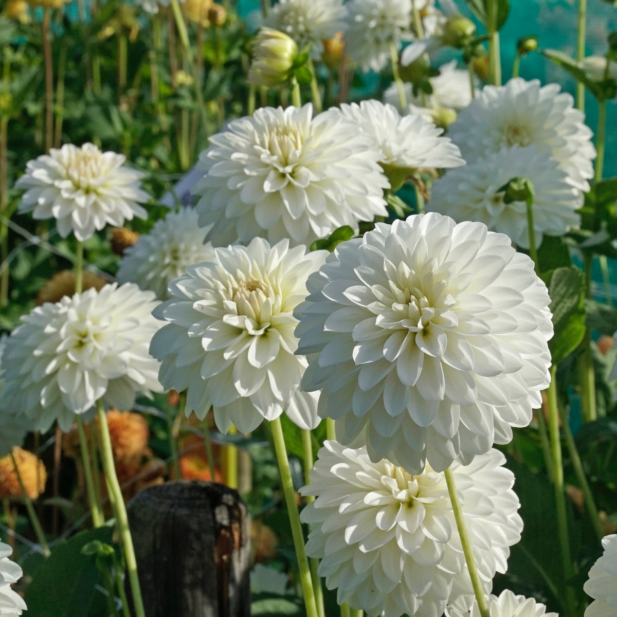 Dahlia Snow Cap