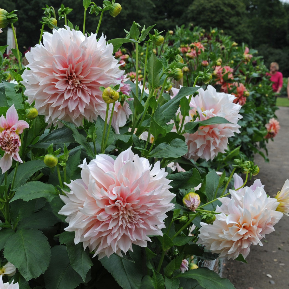 Dahlia Café au Lait