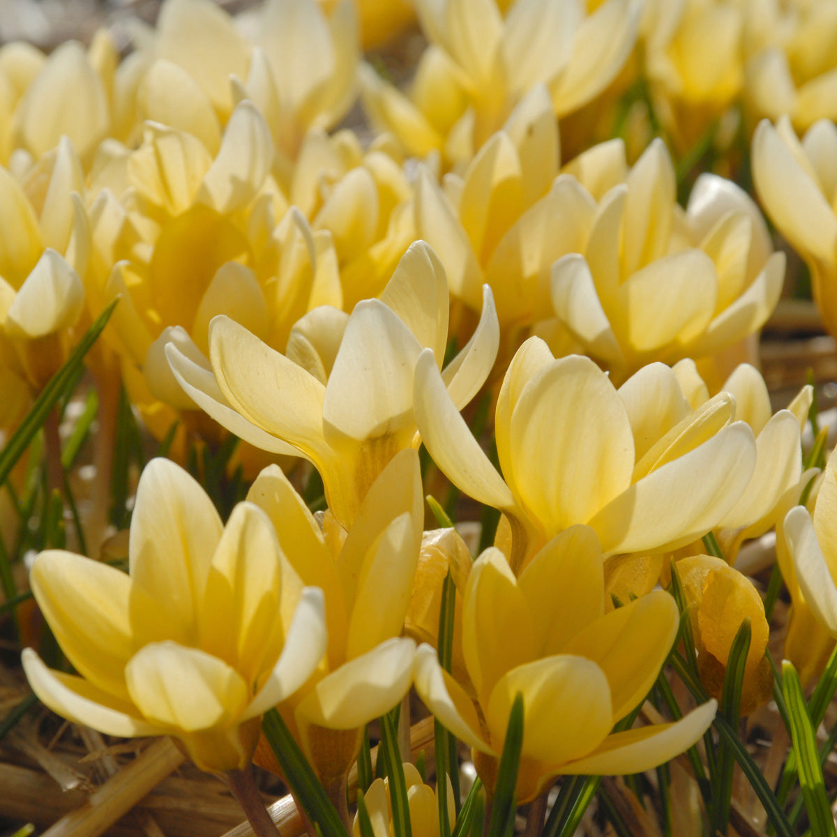 Crocus chrysanthus Romance