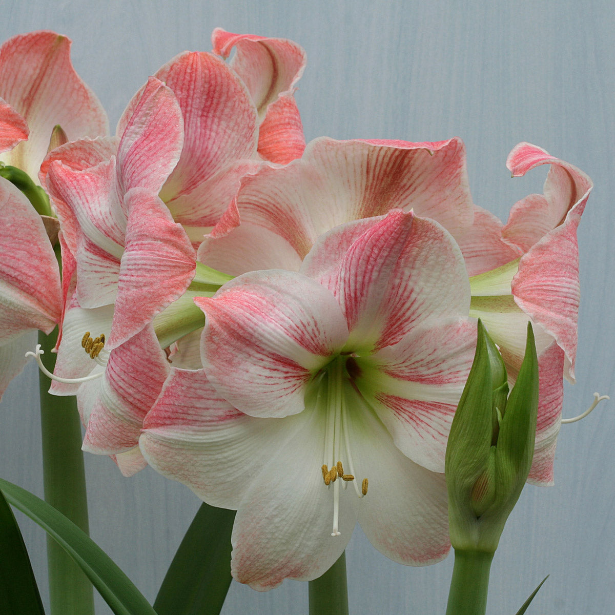 Amaryllis Apple Blossom