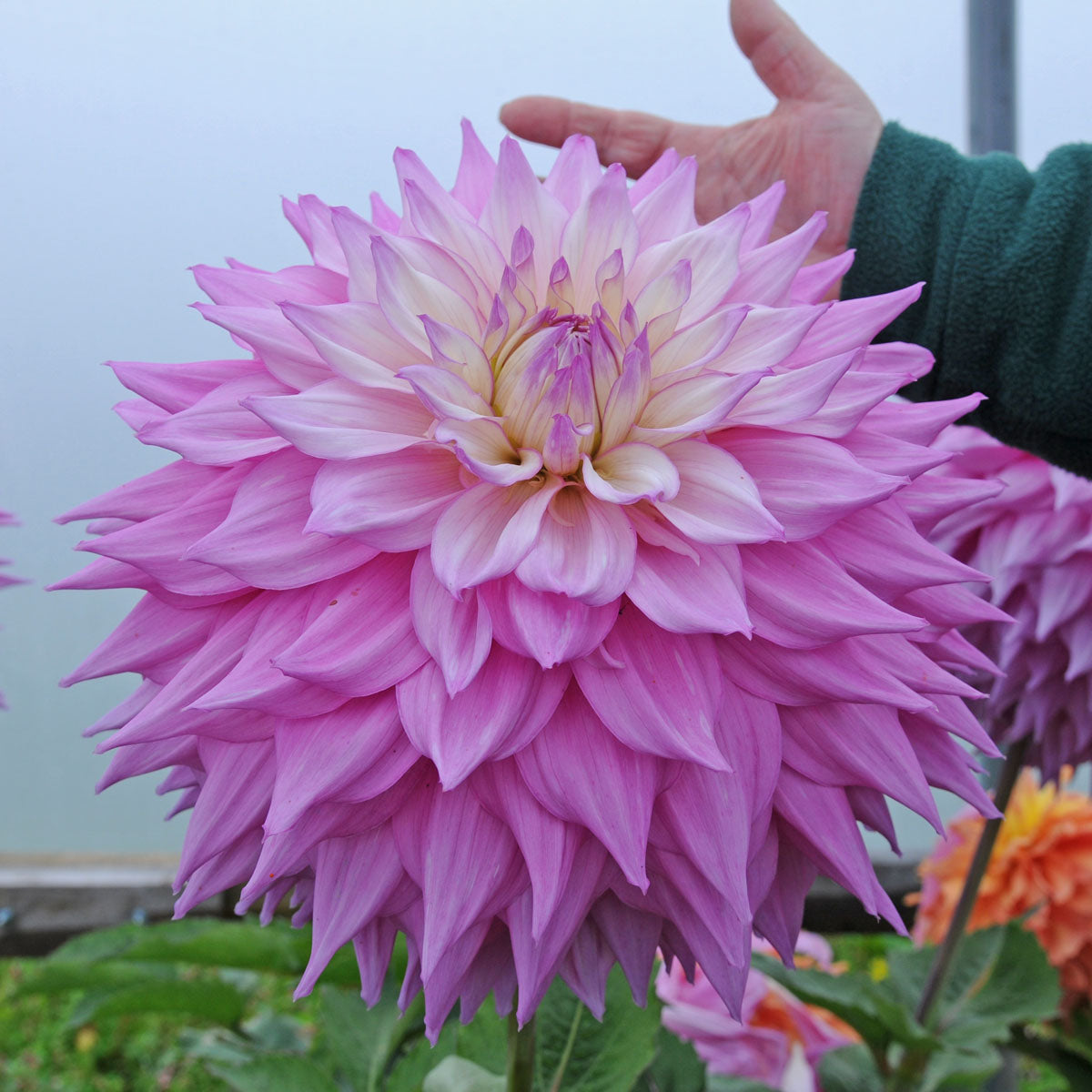 Dahlia Sir Alf Ramsay