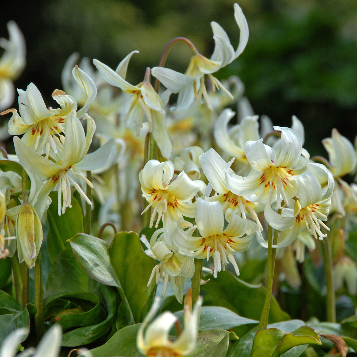 Erythronium revolutum White Beauty