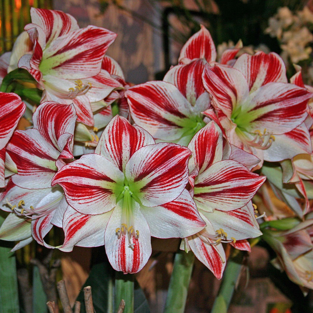 Amaryllis Ambiance