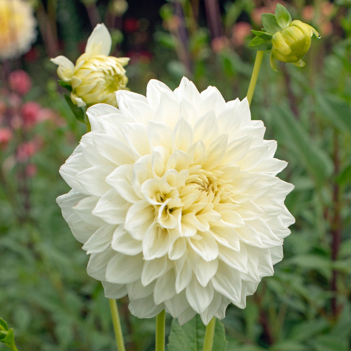 Dahlia White Perfection
