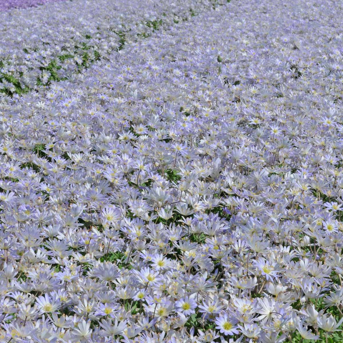 Anemone blanda Blue Splendour