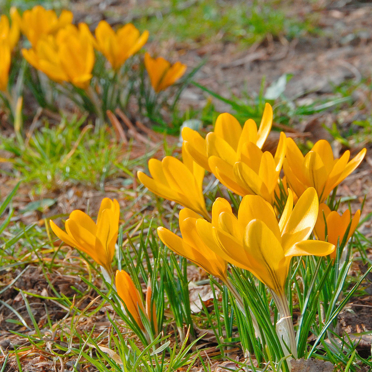 Crocus flavus Golden Yellow