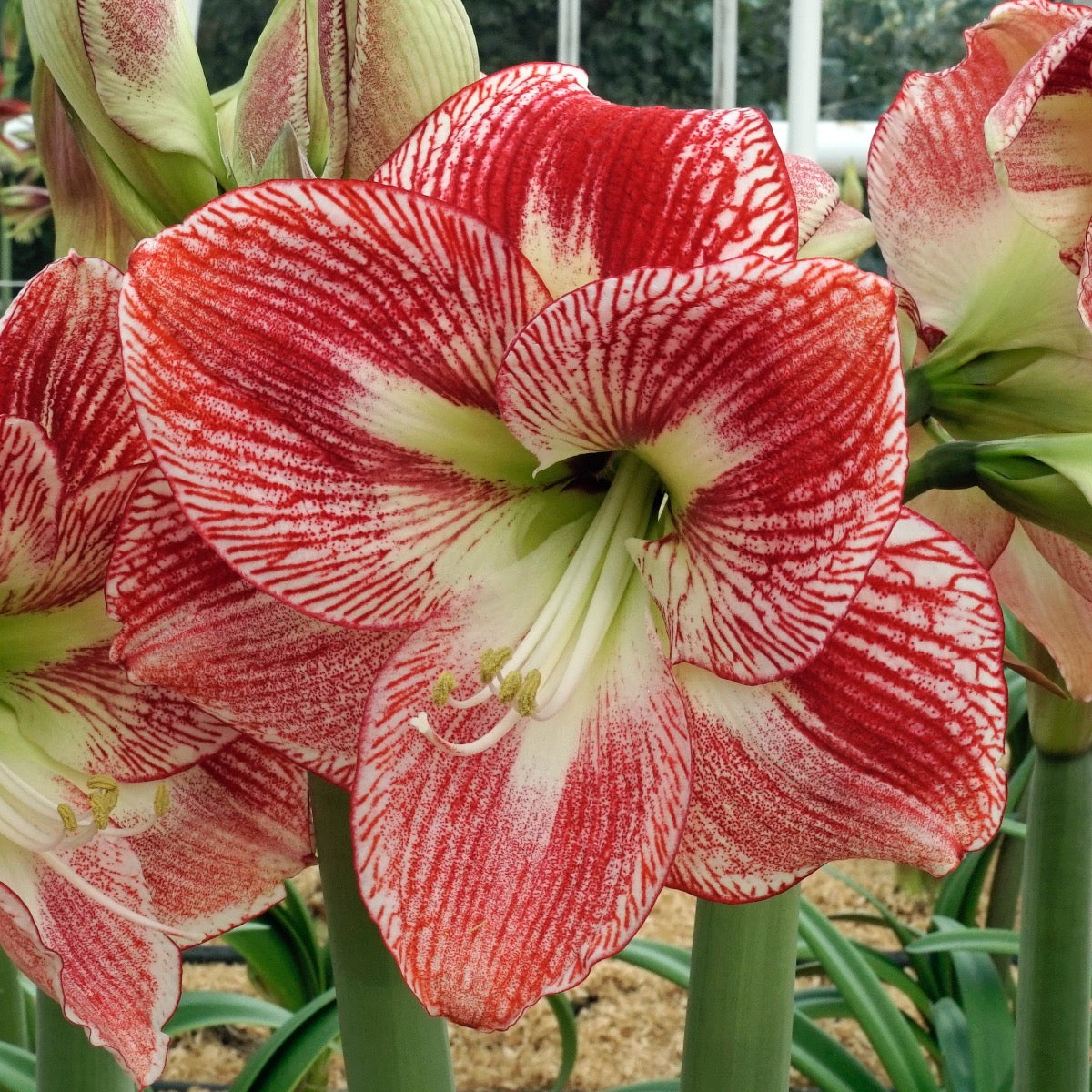 Amaryllis Spotted Cream
