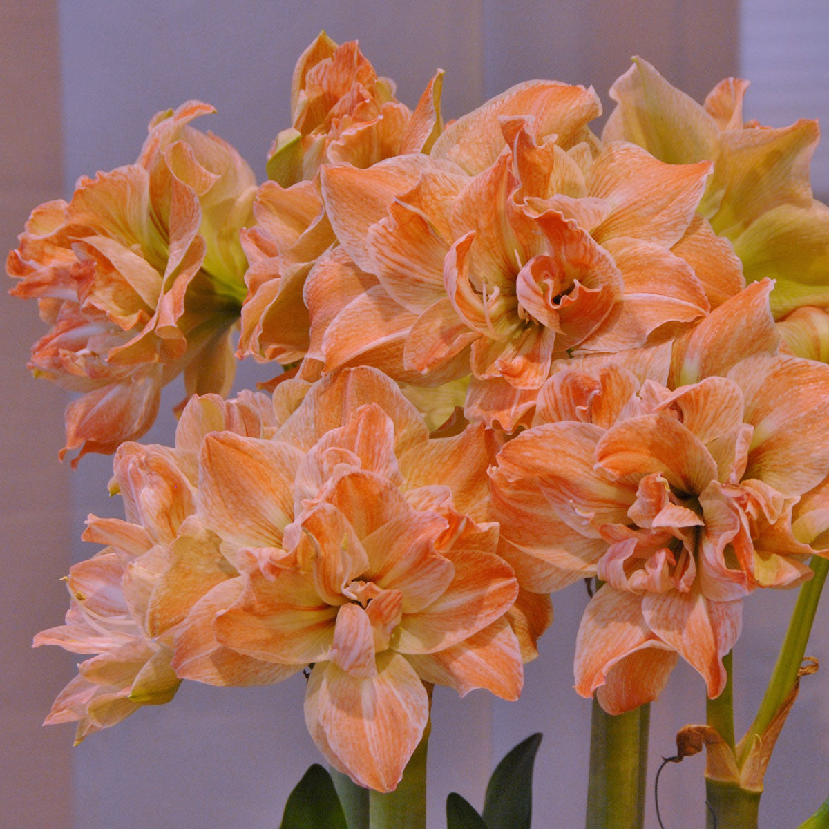 Amaryllis Exotic Nymph