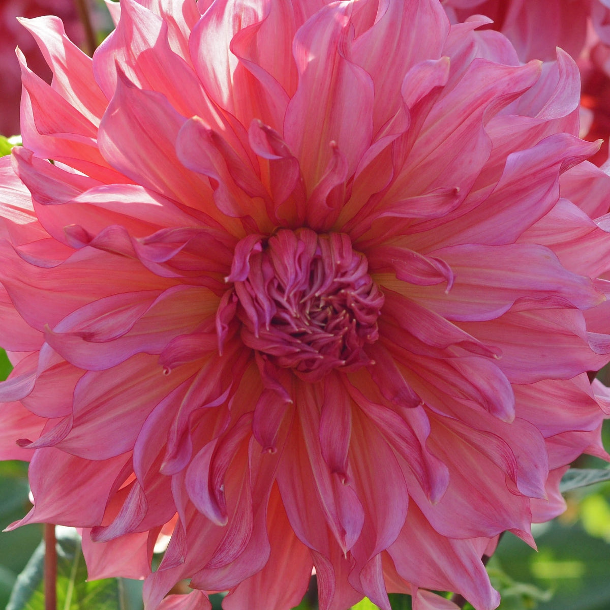 Dahlia Islander