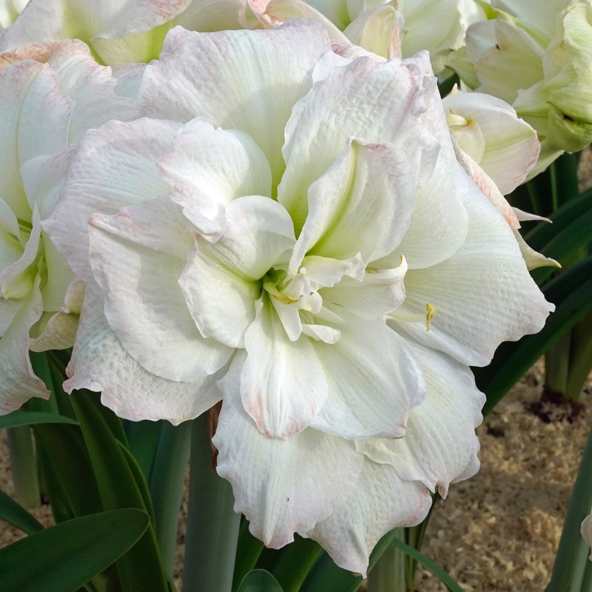 Amaryllis Polar Belle