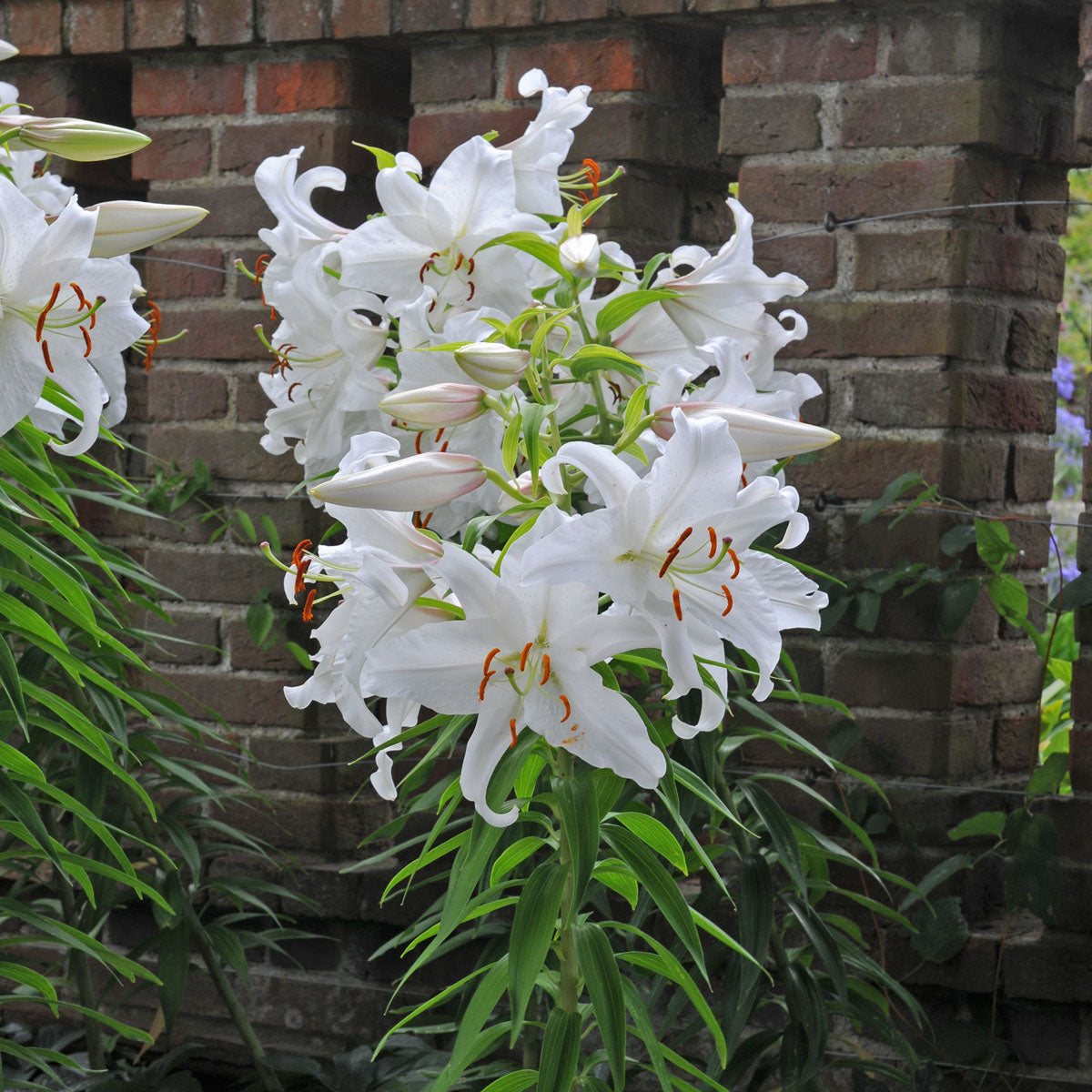 Lilium Casa Blanca