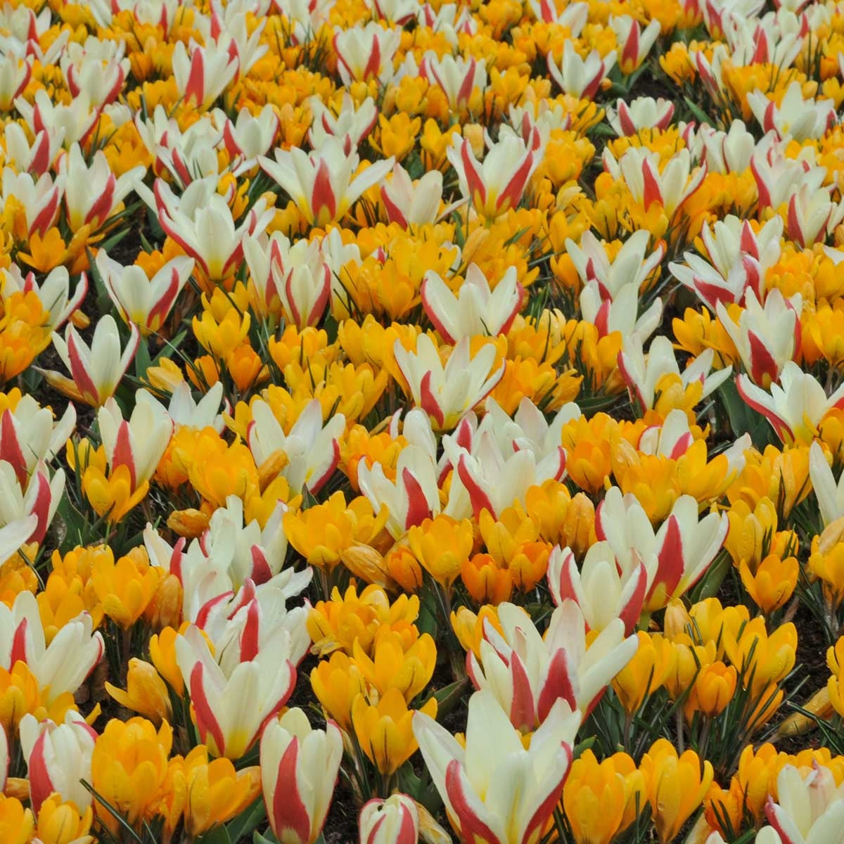 Tulp The First (20) & Crocus Yellow Mammoth (25)