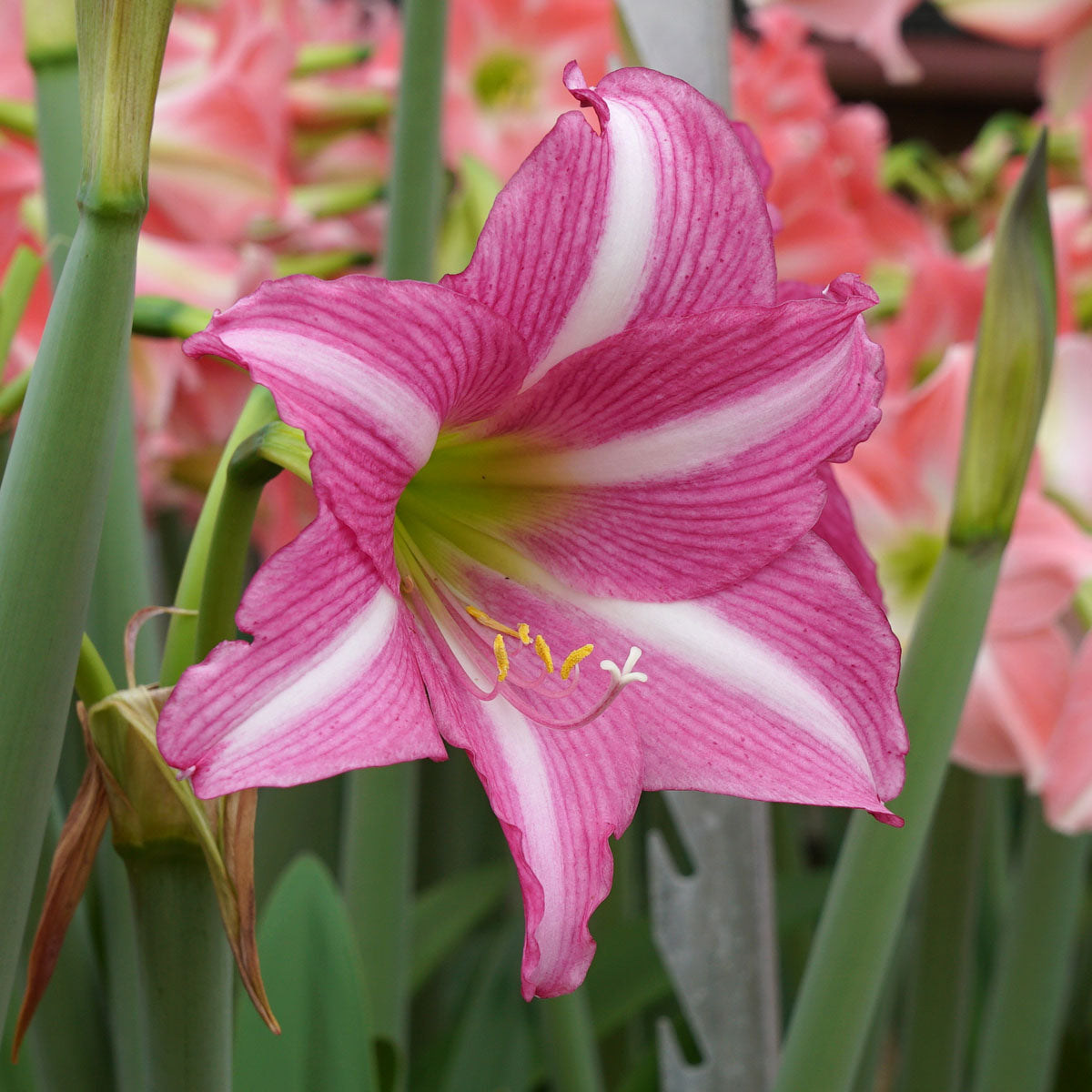 Amaryllis Estella