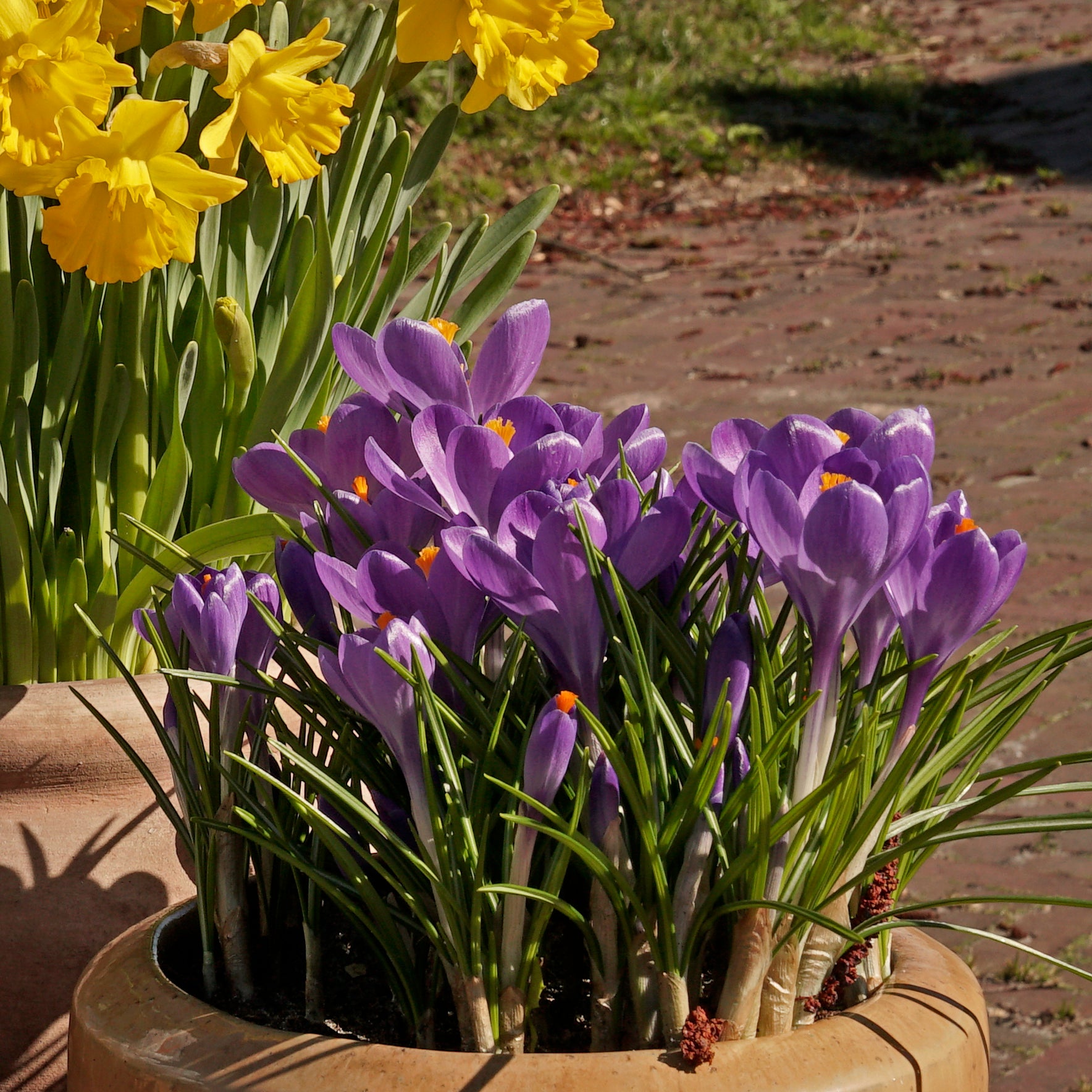 Crocus Blue Ocean