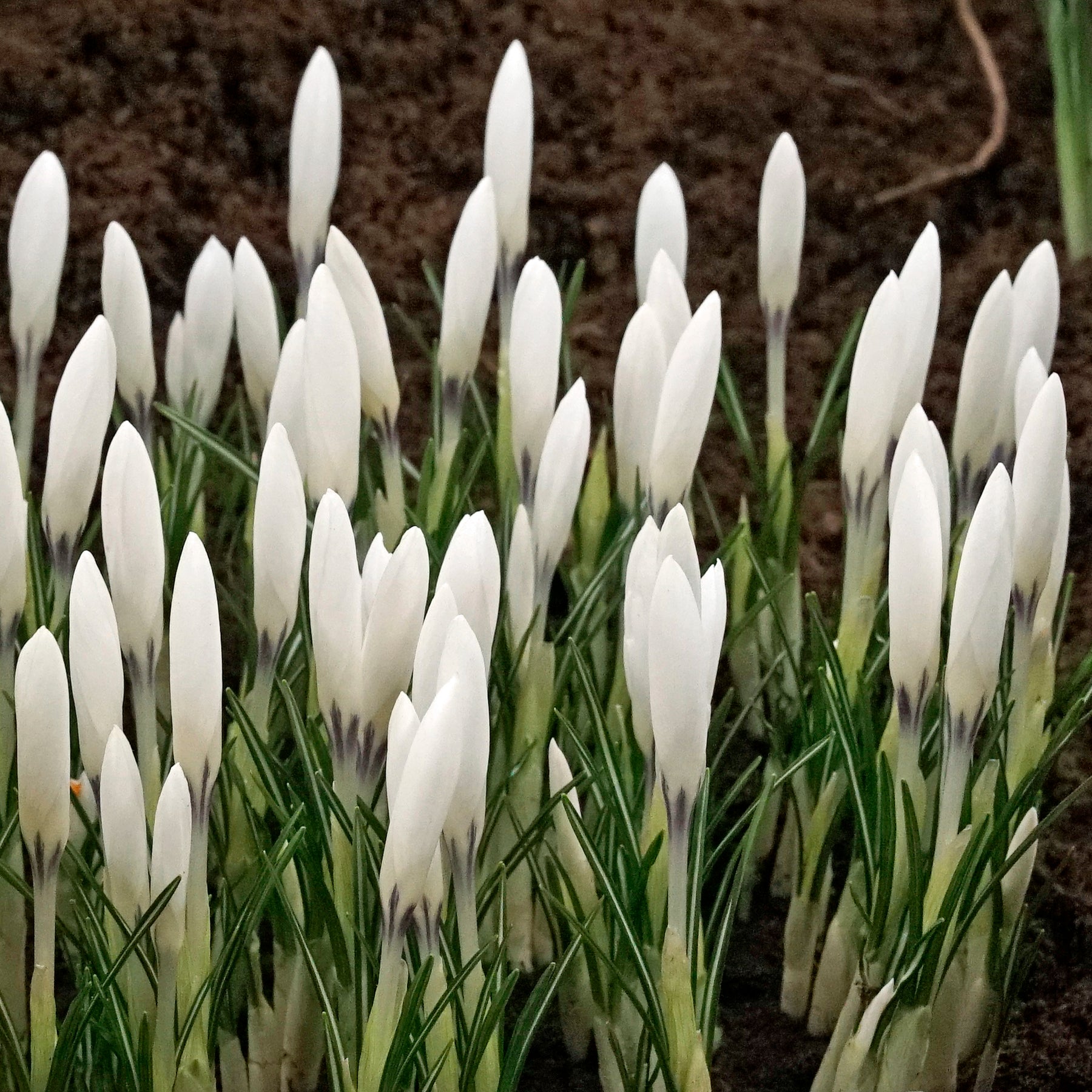 Crocus Ice Queen