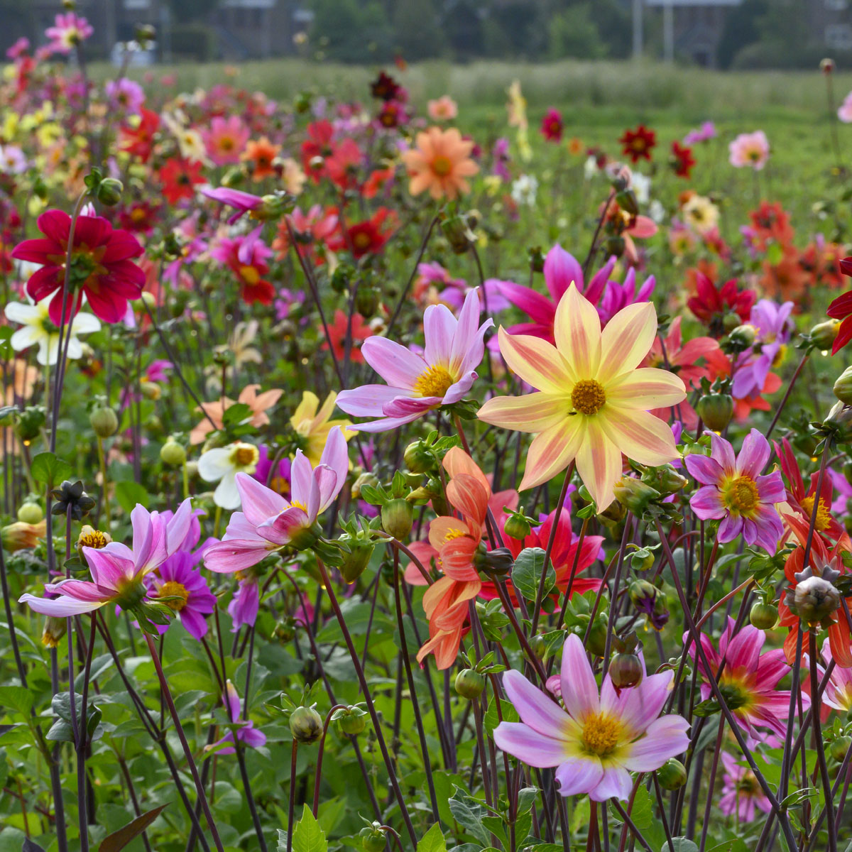 Dahlia Bee Friendly mixture