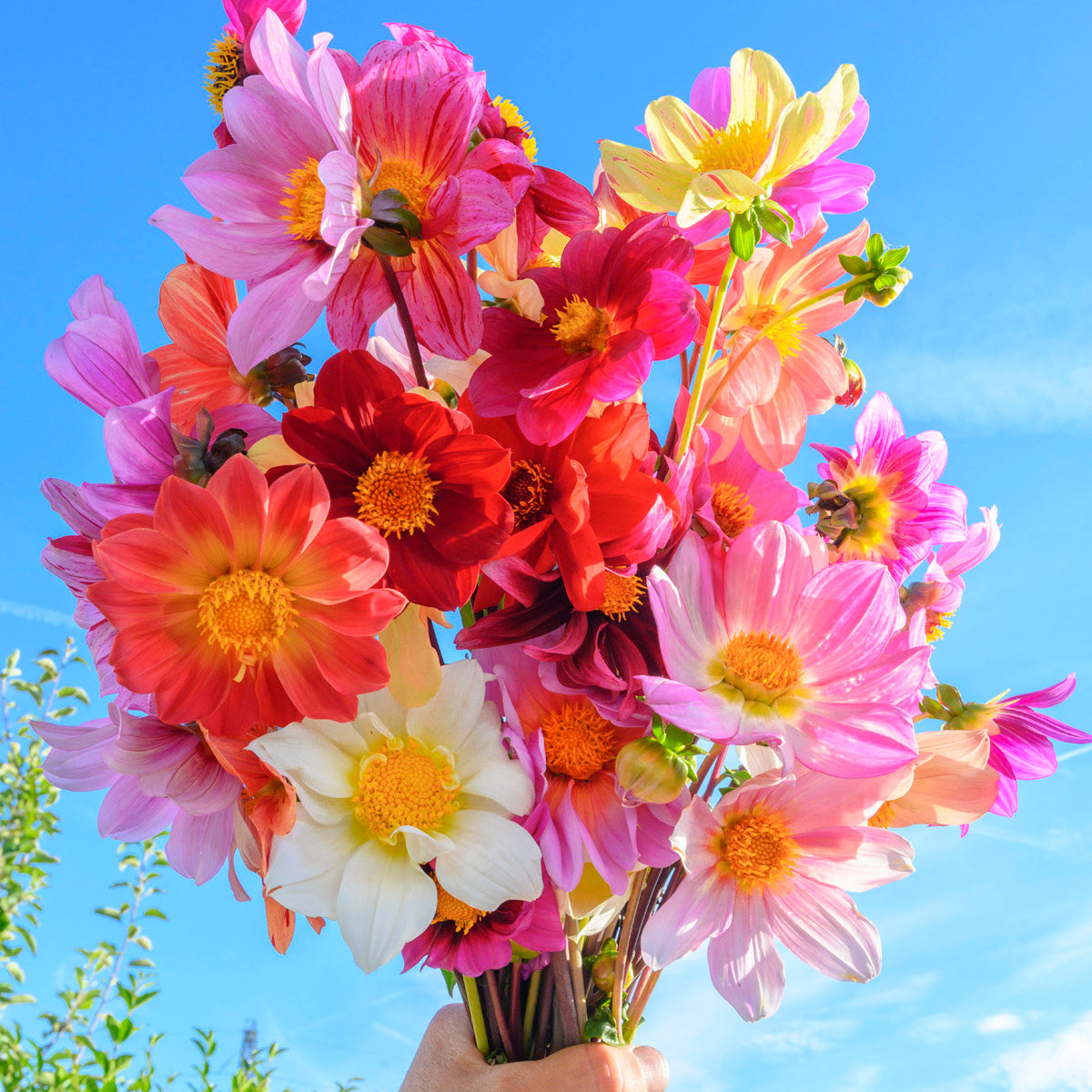 Dahlia Bee Friendly mixture