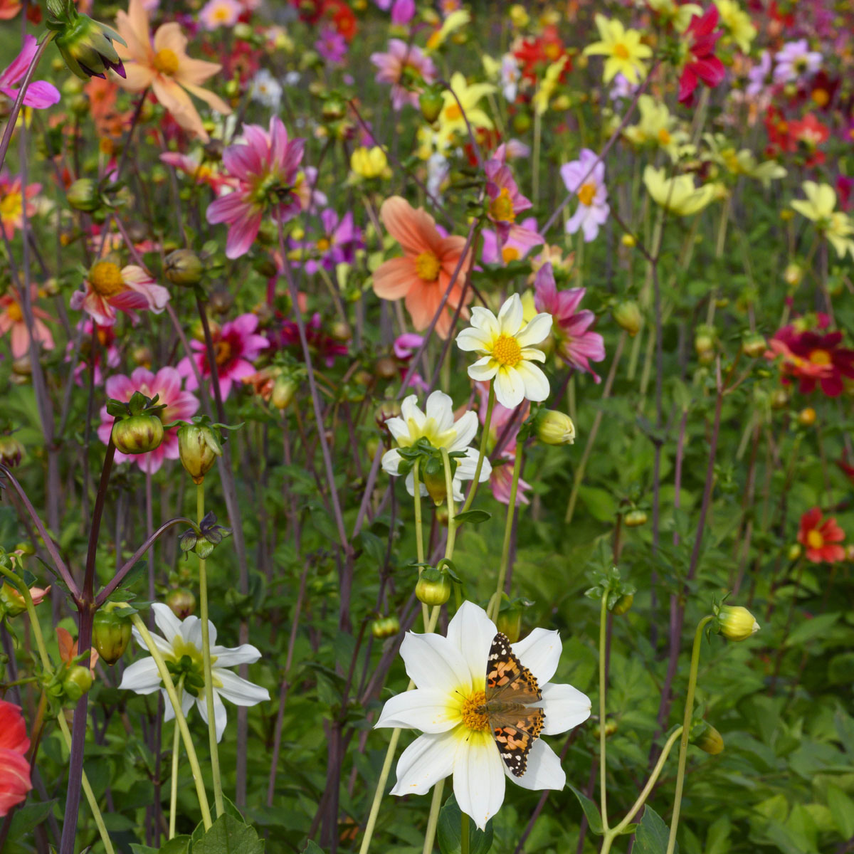 Dahlia Bee Friendly mixture