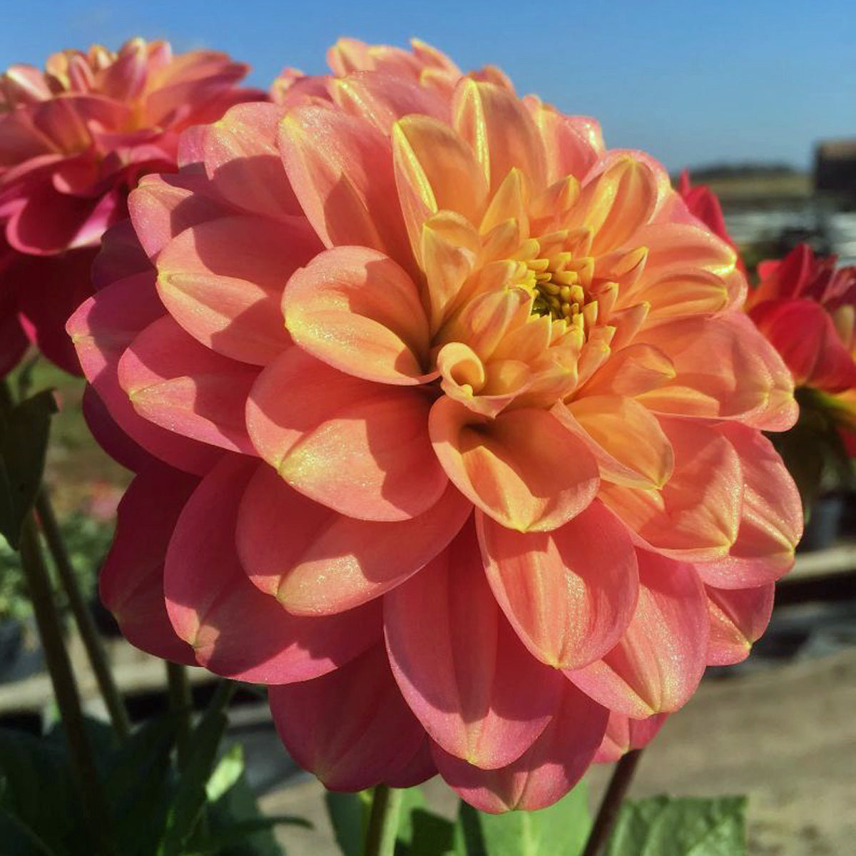 Dahlia Milena Fleur
