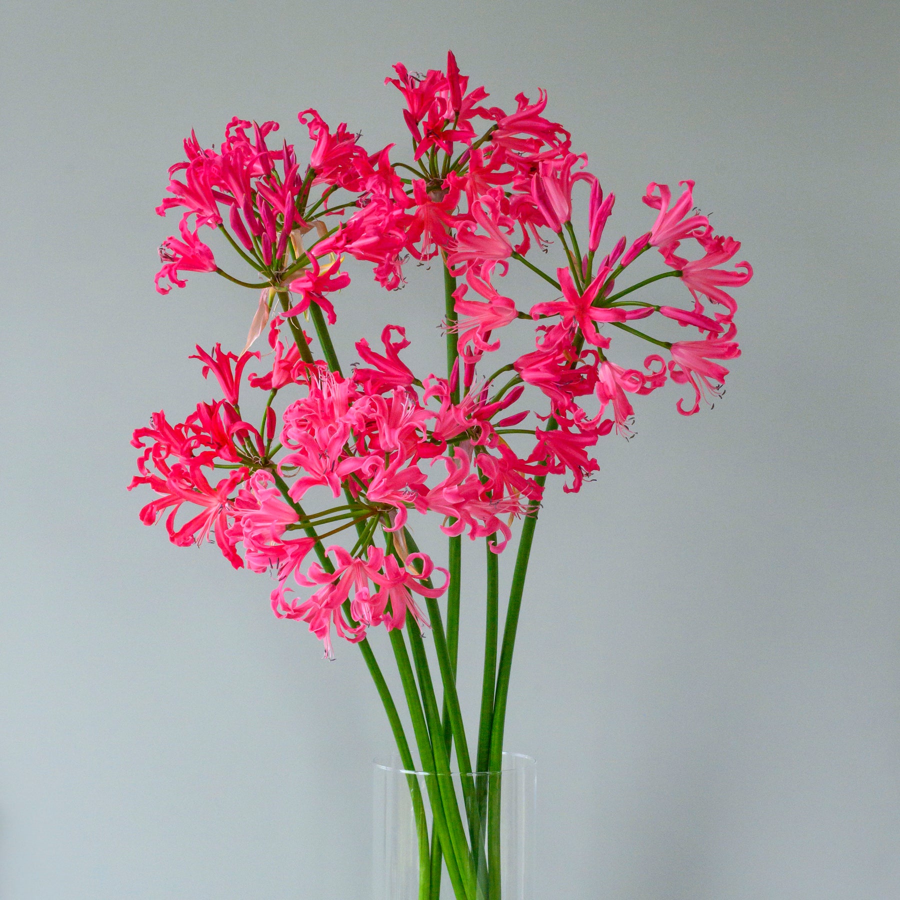 Nerine Pearls of Cherry