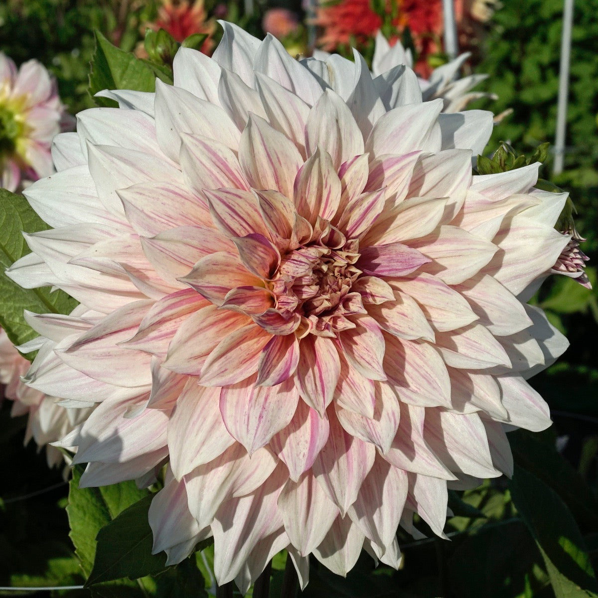 Dahlia Café au Lait Twist