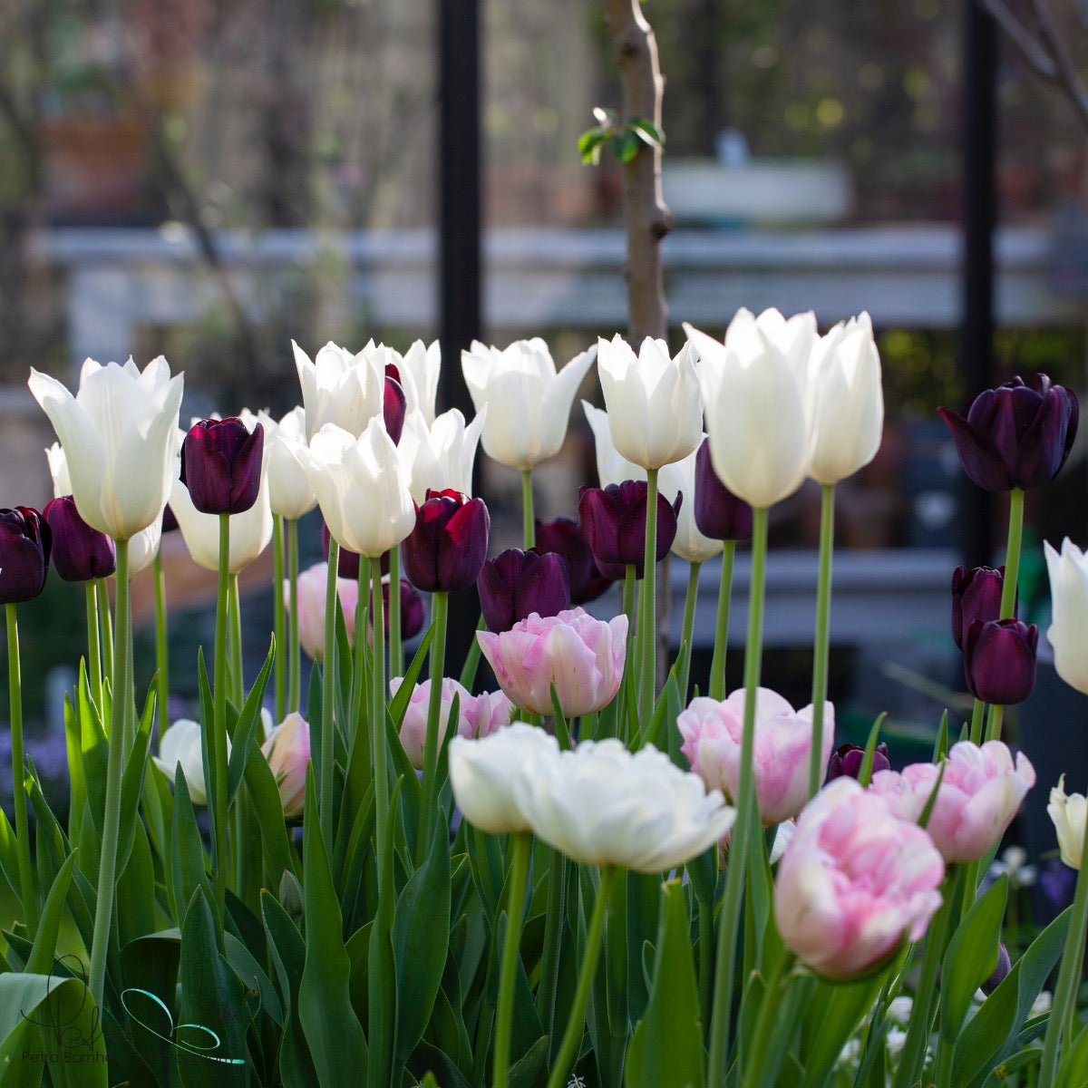 Mixture Tulipa Cool Out