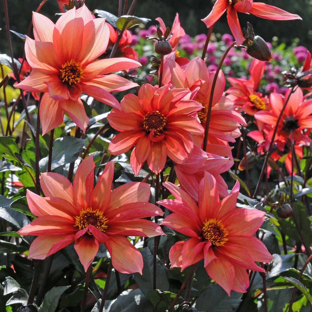 Dahlia Waltzing Mathilda