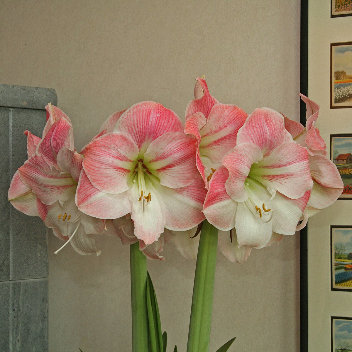 Amaryllis Apple Blossom